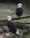 Bald Eagle Stock Photos. Bald Eagle couple close-up profile view, perched on a moss log displaying body, white head, white tail, Royalty Free Stock Photo