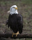 Bald Eagle Stock Photos.   Bald Eagle perched blur background. Picture. Portrait. Image Royalty Free Stock Photo