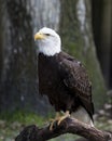 Bald Eagle Stock Photos.   Bald Eagle bird perched. Image. Picture. Portrait. Close-up profile view. Blur background Royalty Free Stock Photo