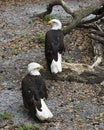 Bald Eagle Stock Photos. Bald Eagle couple close-up profile view, perched on a moss log displaying body, white head, white tail, Royalty Free Stock Photo