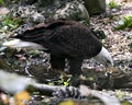 Bald Eagle Stock Photos.  Image. Portrait. Picture. Drinking water. Rock and foliage background. Royalty Free Stock Photo