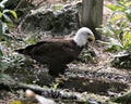 Bald Eagle Stock Photos.  Image. Portrait. Picture. Rock and foliage background. Royalty Free Stock Photo