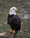 Bald Eagle Stock Photos.  Picture. Portrait. Image. Perched on a log. Blur background Royalty Free Stock Photo