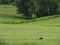 Bald Eagle stops to eat a deer carcass in freshly mowed farm field Royalty Free Stock Photo