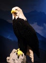 Bald eagle at the super powers of animals Royalty Free Stock Photo