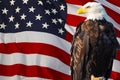 Bald Eagle Superimposed on the American Flag Royalty Free Stock Photo