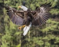 Bald Eagle suspended n in mid air Royalty Free Stock Photo