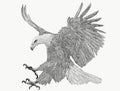 Bald eagle swoop attack hand draw monochrome on white background. Royalty Free Stock Photo