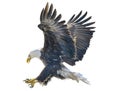 Bald eagle swoop attack hand draw and paint color on white background Royalty Free Stock Photo