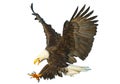 Bald eagle swoop attack hand draw and paint color on white background vector.