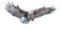 Bald eagle swoop attack hand draw and paint on white background. Royalty Free Stock Photo