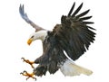 Bald eagle swoop attack hand draw and paint on white background. Royalty Free Stock Photo