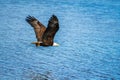 Bald Eagle Takes Flight Over Lake