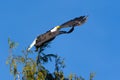 Bald Eagle Taking Flight Royalty Free Stock Photo