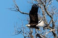 Bald eagle taking flight Royalty Free Stock Photo