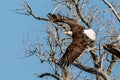 Bald eagle taking flight Royalty Free Stock Photo
