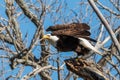 Bald eagle taking flight Royalty Free Stock Photo