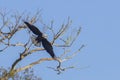 Bald Eagle Taking Flight Royalty Free Stock Photo
