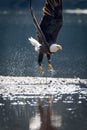 Bald Eagle Taking flight Royalty Free Stock Photo