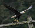 Bald eagle taking off from old telephone pole Royalty Free Stock Photo