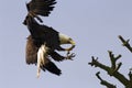 Bald Eagle With Talons Royalty Free Stock Photo