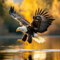 A bald eagle, talons almost touching the water surface of lake in profile, with its wings spread wide Royalty Free Stock Photo
