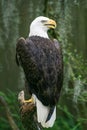 Bald Eagle in Tampa Florida Zoo Royalty Free Stock Photo