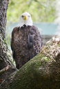 Bald eagle