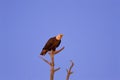 Bald Eagle in Tree  809743 Royalty Free Stock Photo
