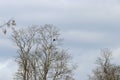 Bald eagle on a tree limb Royalty Free Stock Photo