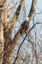 Bald Eagle in Tree at Riverlands Migratory Bird Sanctuary Royalty Free Stock Photo