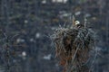 Bald Eagle tree top Nest