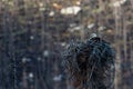 Bald Eagle tree top Nest