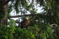 Bald Eagle Royalty Free Stock Photo
