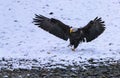 Bald Eagle makes a snowy landing near the bank of the Chilkat river Royalty Free Stock Photo