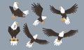 Bald Eagle in Various Poses Collection, Pride and Power Predatory Bird Vector Illustration