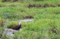 Bald Eagle walking across small stream in the field Royalty Free Stock Photo
