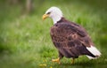 A bald eagle walking on the filed