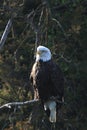 Bald Eagle watching the Photographer