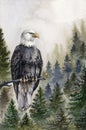 Bald eagle watrecolor illustration. Hand drawn America predator bird on the tree branch in the mountain forest. American Royalty Free Stock Photo