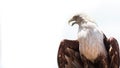 Bald eagle on white background.