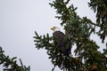 Bald Eagle Royalty Free Stock Photo