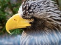 Bald Eagle wildlife animal bird with yellow beak and a yellow eye looking to the side up close in a macro shot in nature Royalty Free Stock Photo