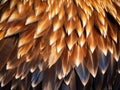 Bald Eagle Wing Feathers Background Royalty Free Stock Photo