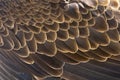 Bald Eagle Wing Feathers Background