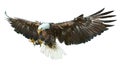 Bald eagle winged vector.