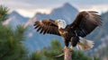 Bald Eagle Wings Taking Off from Pine Branch Royalty Free Stock Photo