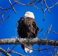 Perched Winter Time Bald Eagle Royalty Free Stock Photo