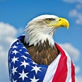 Bald Eagle Wrapped With American Flag Wrap