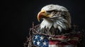 Bald eagle wrapped in USA flag and barbed wire symbolizing patriotism and struggle Royalty Free Stock Photo